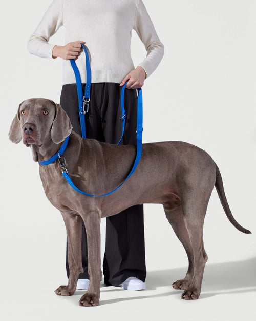 3-Way Hands-Free Leash + Collar Set — Ocean Blue image 1