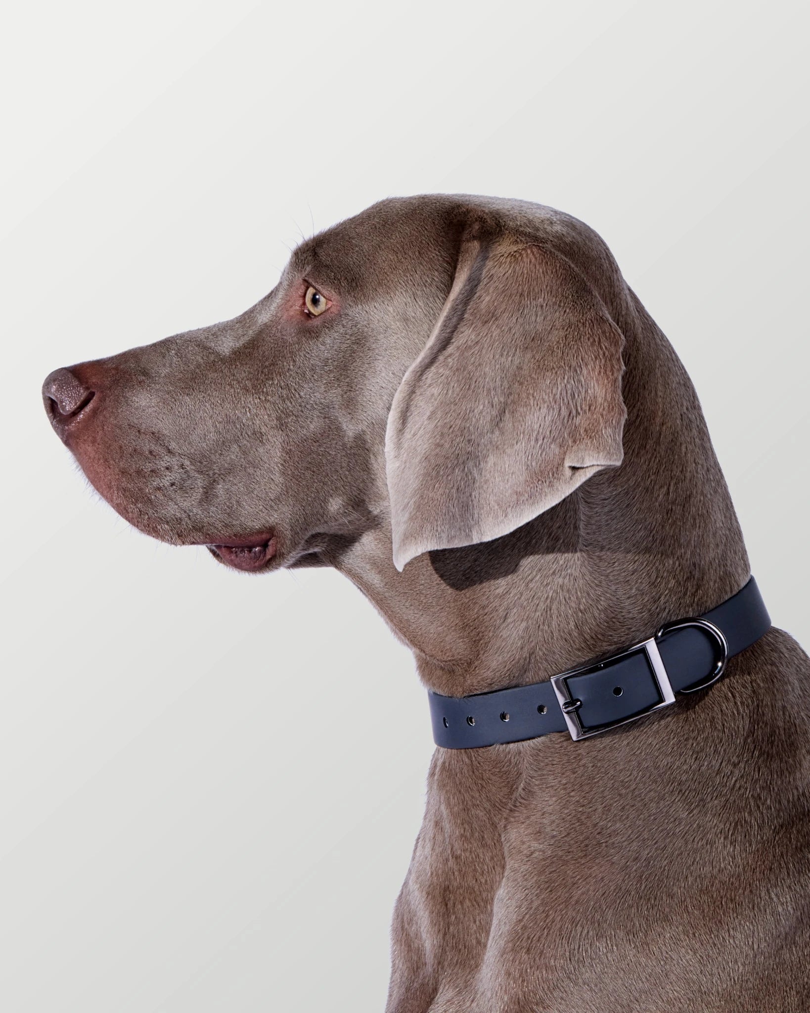 3-Way Hands-Free Leash + Collar Set — Obsidian Black image 9