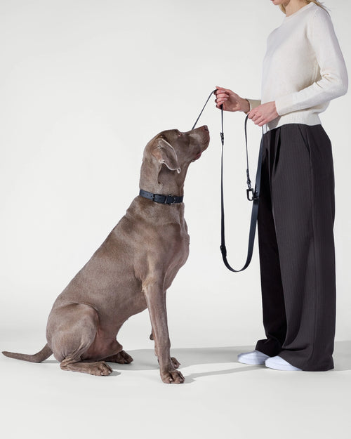 3-Way Hands-Free Leash + Collar Set — Obsidian Black image 1