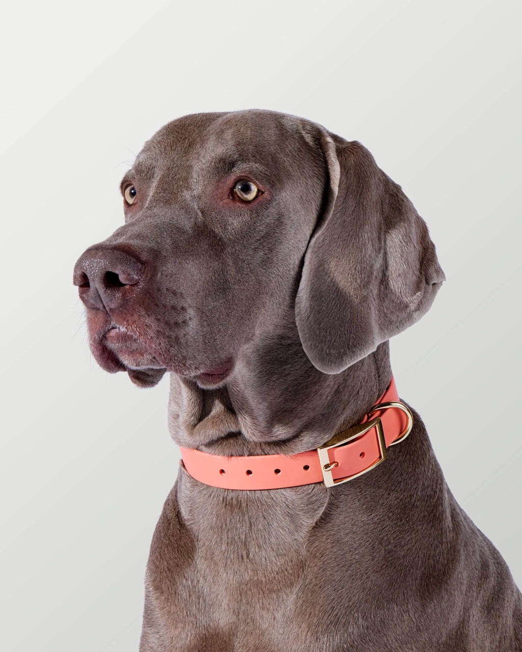 3-Way Hands-Free Leash + Collar Set — Coral Pink image 9