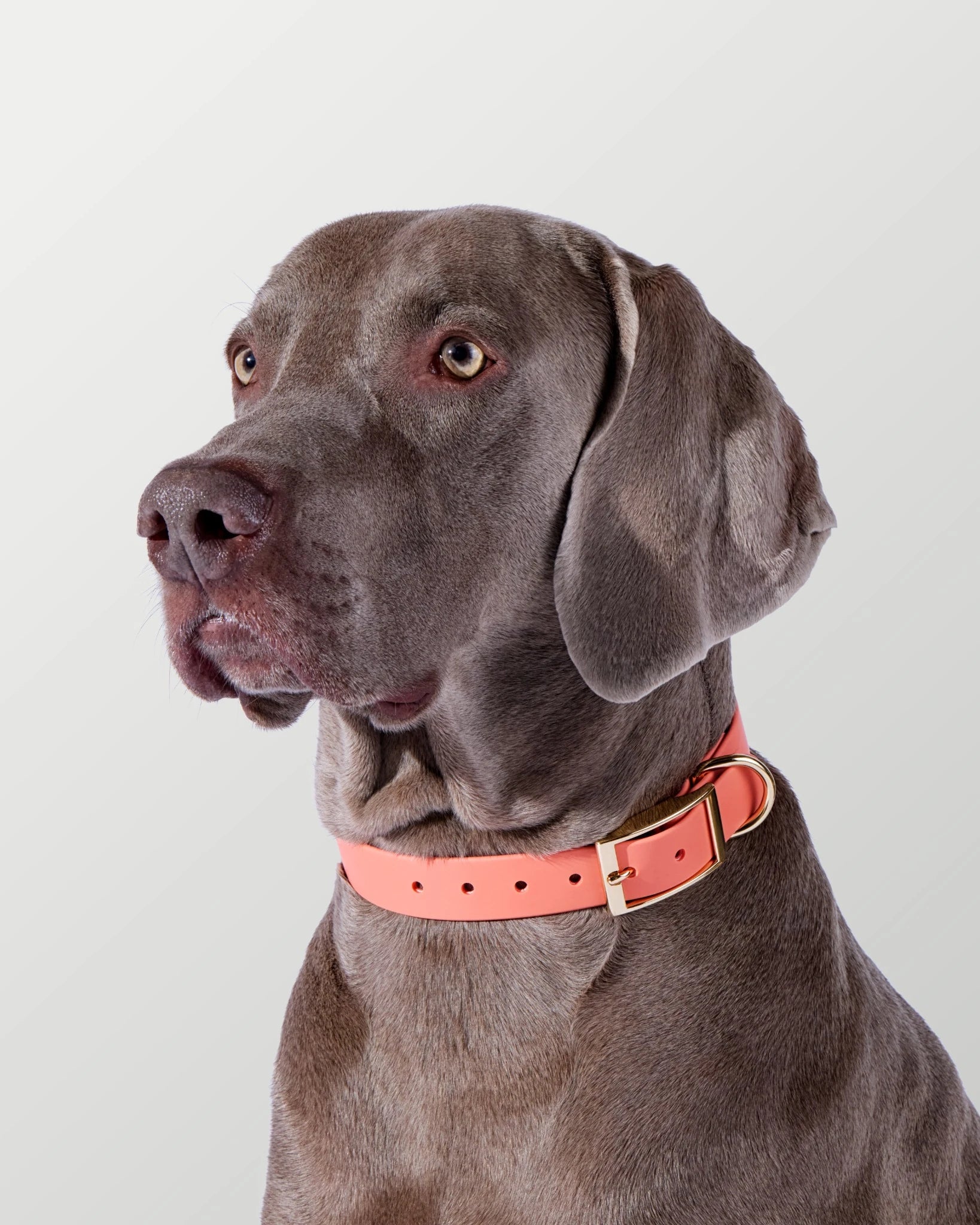 3-Way Hands-Free Leash + Collar Set — Coral Pink image 9