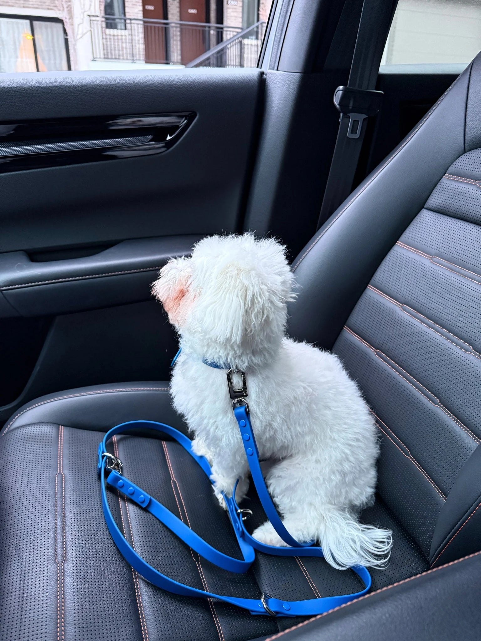 Ocean Blue 3-in-1 Hands-Free Convertible Leash
