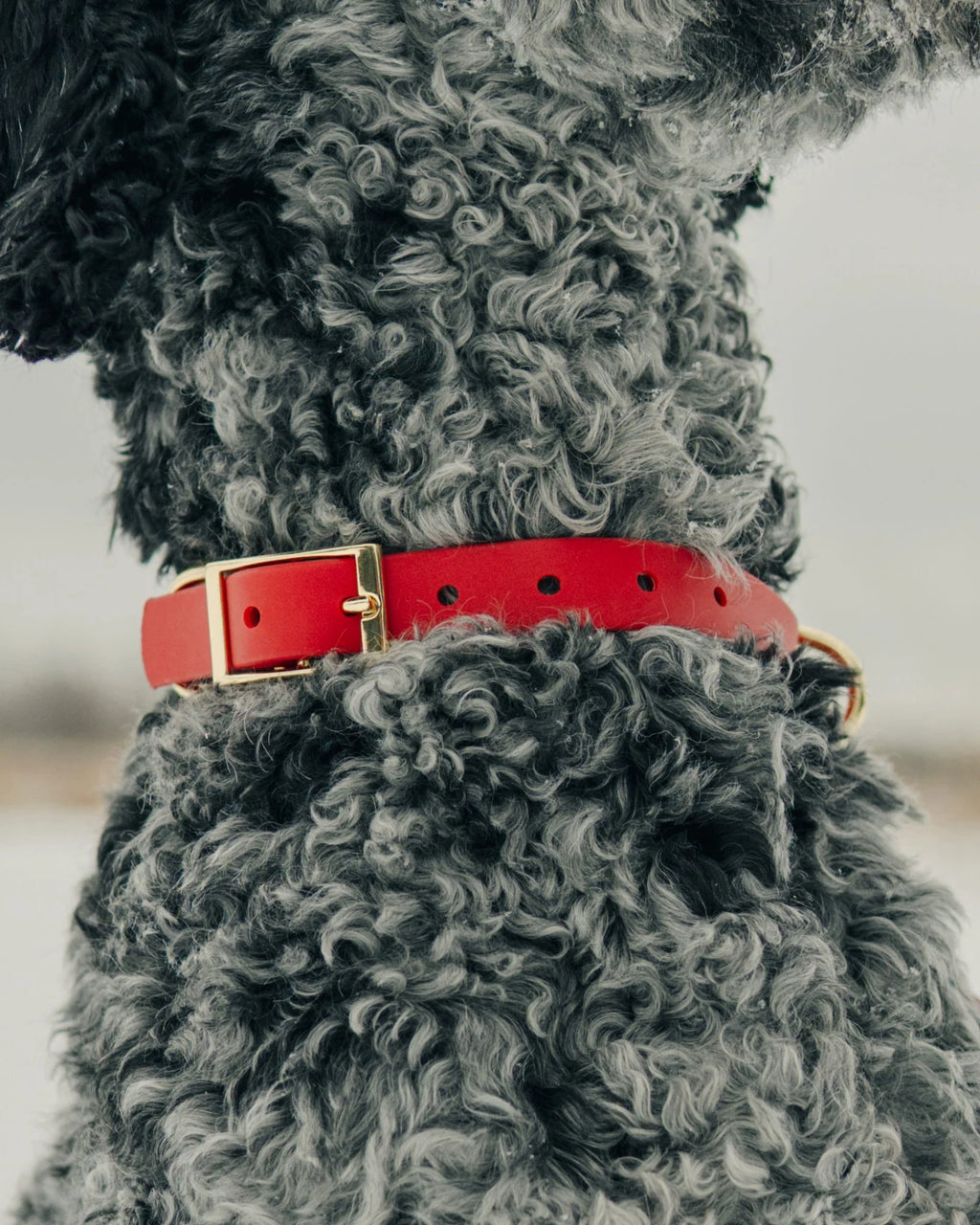 Crimson Red Waterproof Collar